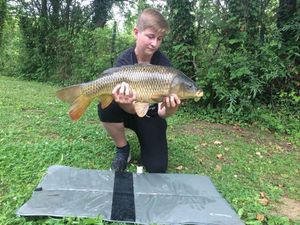 Common Carp