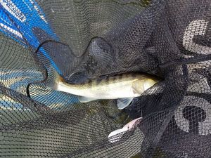 Zander