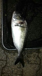 Gilthead Seabream