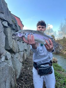 Rainbow Trout