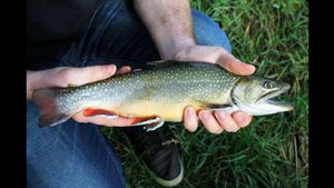 Brook Trout