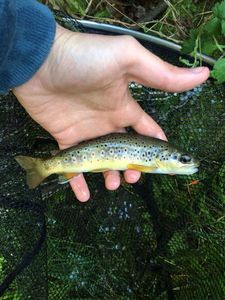 Brown Trout