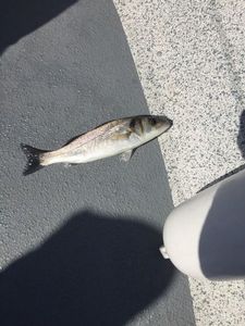 European Bass (Seabass)