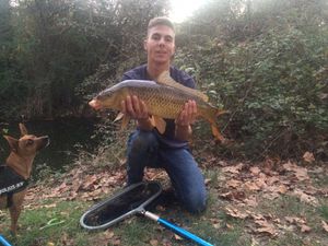 Common Carp