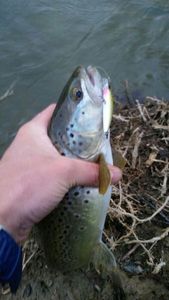 Brown Trout