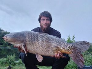 Common Carp