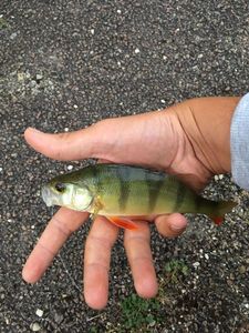 European Perch