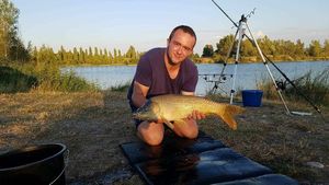 Common Carp