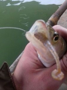 Zander
