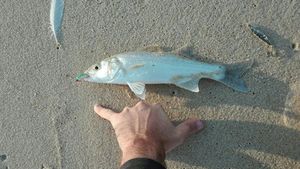 European Bass (Seabass)