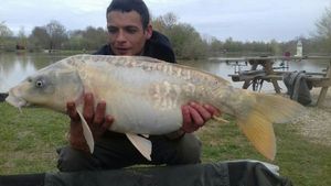 Mirror Carp