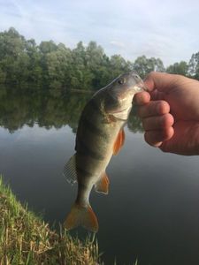 European Perch