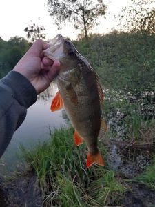 European Perch caught by Maxime Debray