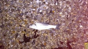 European Bass (Seabass)
