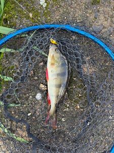 European Perch