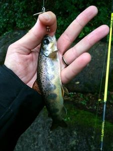 Brown Trout