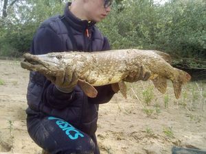 Northern Pike