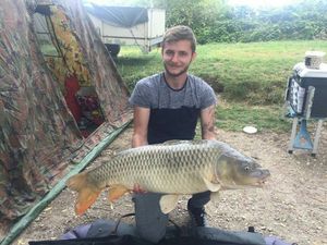 Common Carp