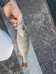 European Perch