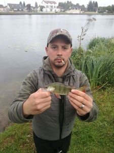 European Perch