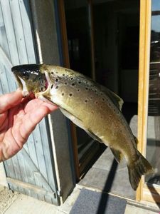 Brown Trout