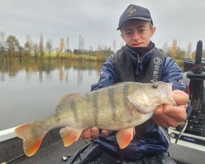 European Perch