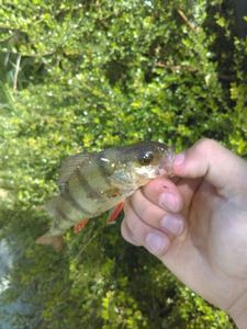 European Perch