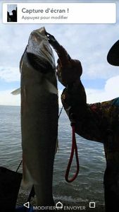European Bass (Seabass)
