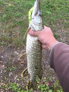 Northern Pike