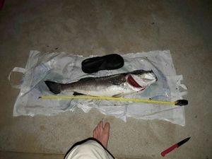 European Bass (Seabass)