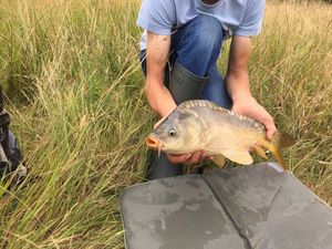 Mirror Carp