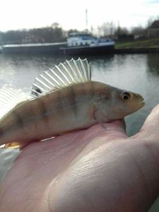 European Perch