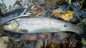 Brown Trout