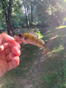 European Perch