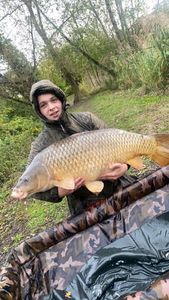 Common Carp