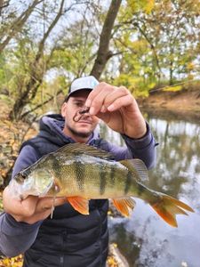 European Perch