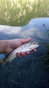 Brown Trout