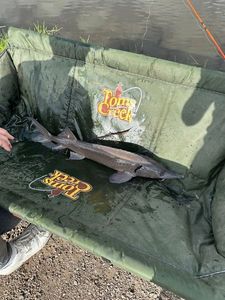 Sturgeon