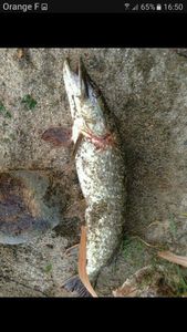 Northern Pike