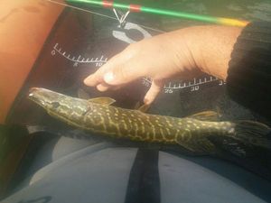 Northern Pike