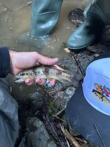 Brown Trout