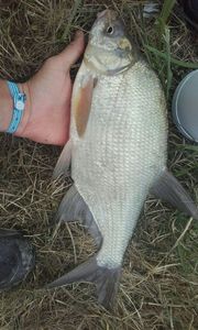 Common Bream
