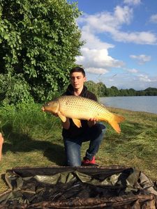 Common Carp