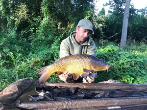 Common Carp
