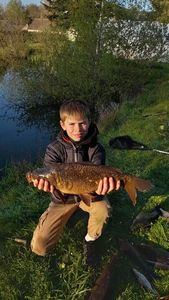 Common Carp