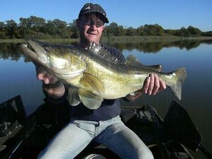 Zander