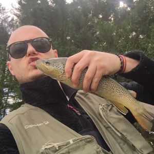 Brown Trout
