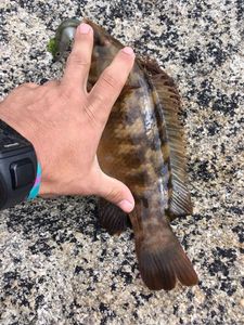 Ballan Wrasse