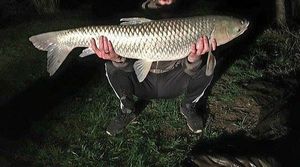 Silver Carp