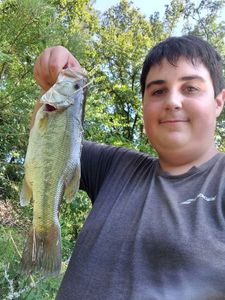 Largemouth Bass